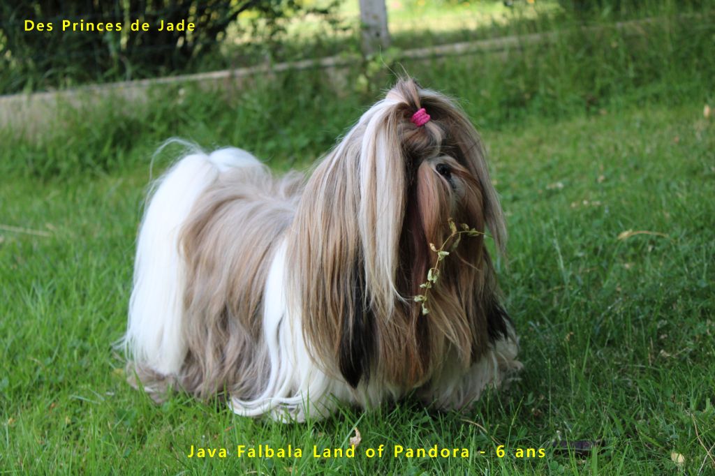 Java falbala Land Of Pandora