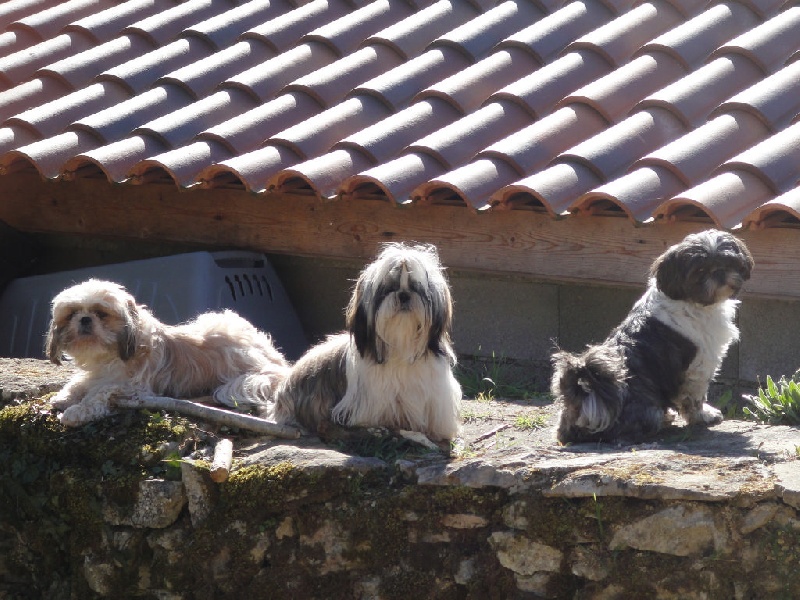 les chiens