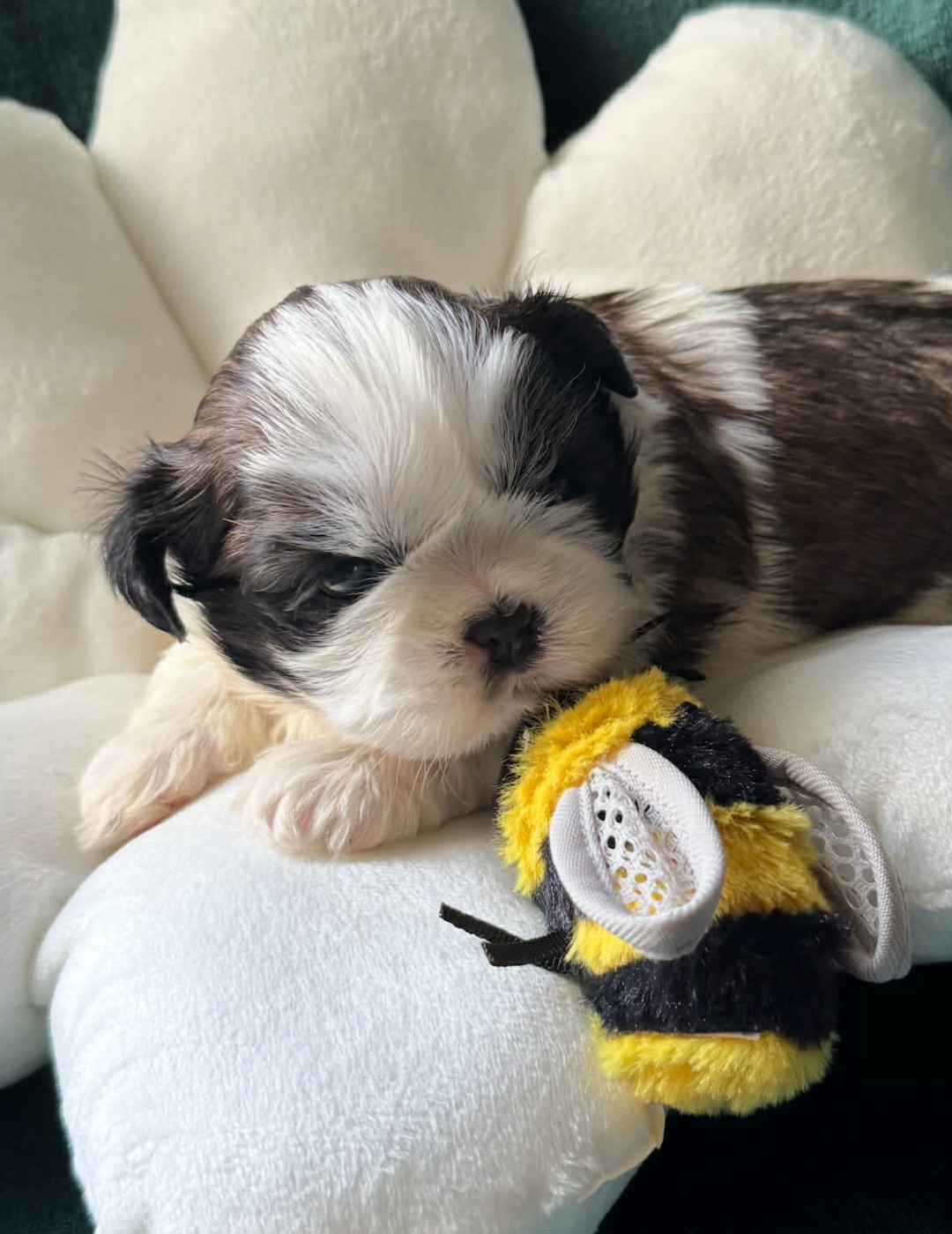 Land Of Pandora - Chiots disponibles - Shih Tzu
