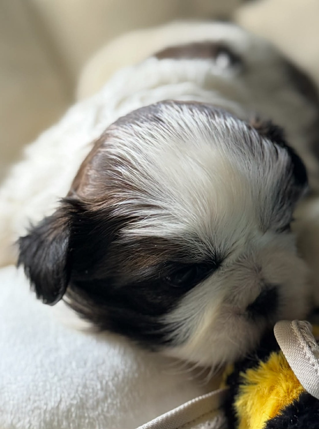 Land Of Pandora - Chiots disponibles - Shih Tzu
