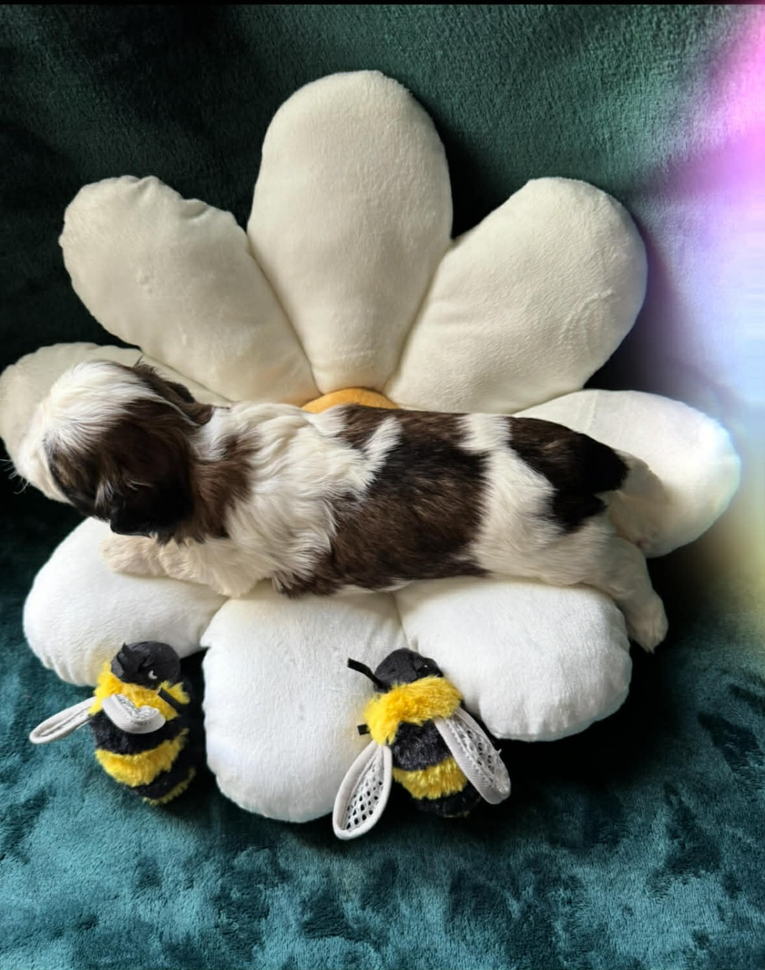 Land Of Pandora - Chiots disponibles - Shih Tzu