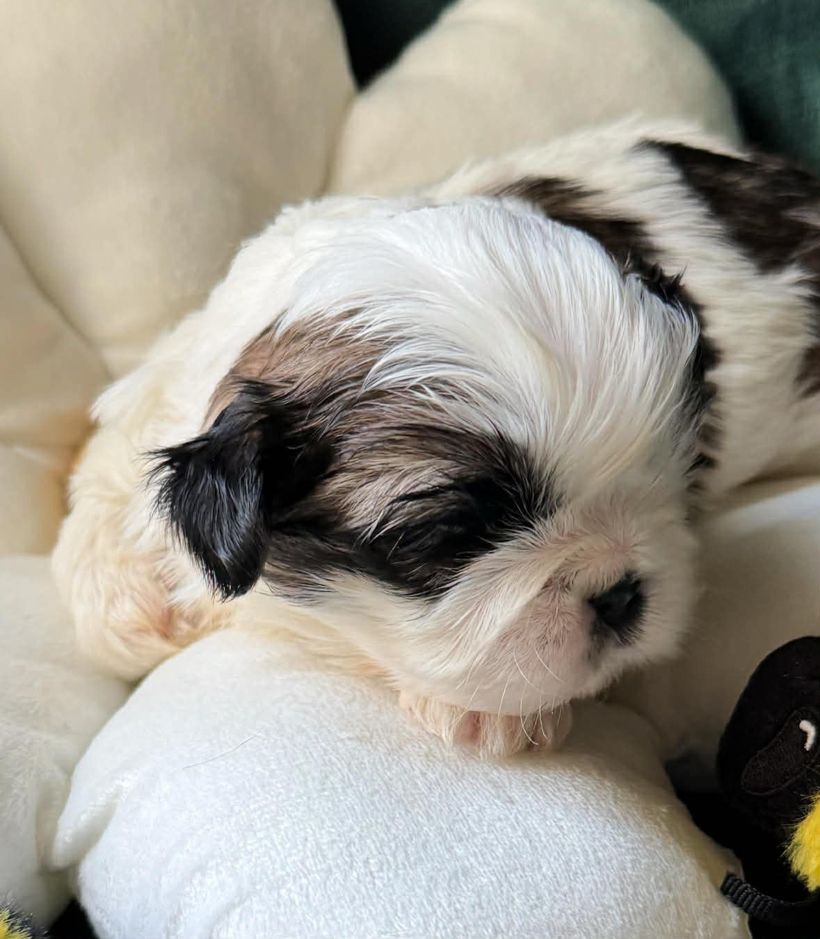 Land Of Pandora - Chiots disponibles - Shih Tzu