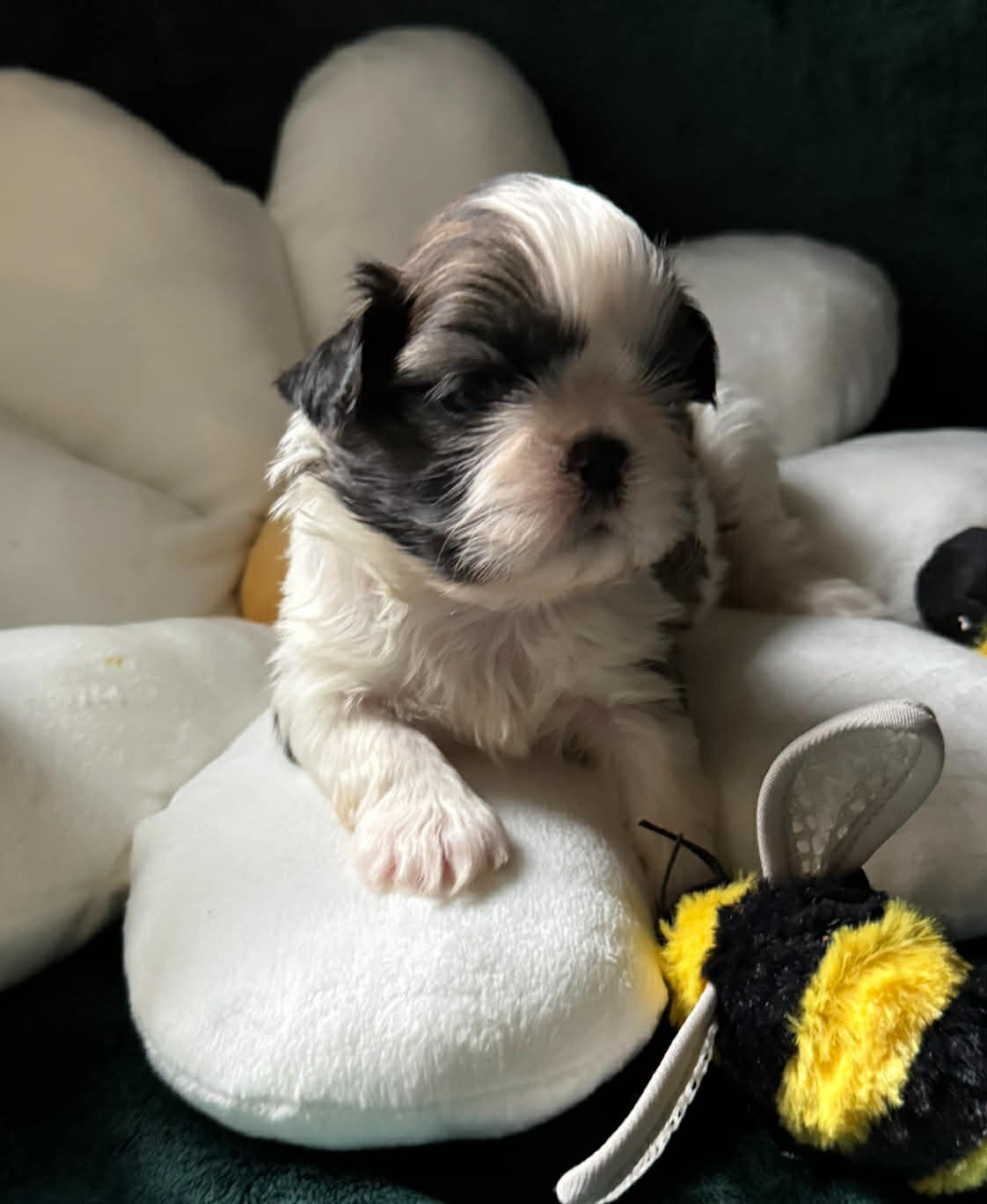 Land Of Pandora - Chiots disponibles - Shih Tzu