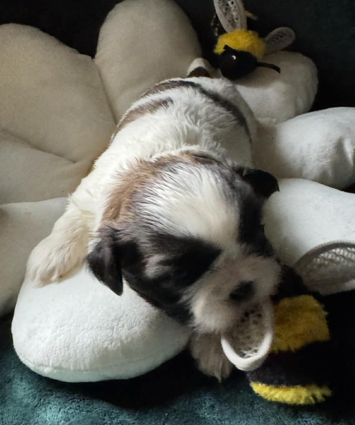 Land Of Pandora - Chiots disponibles - Shih Tzu