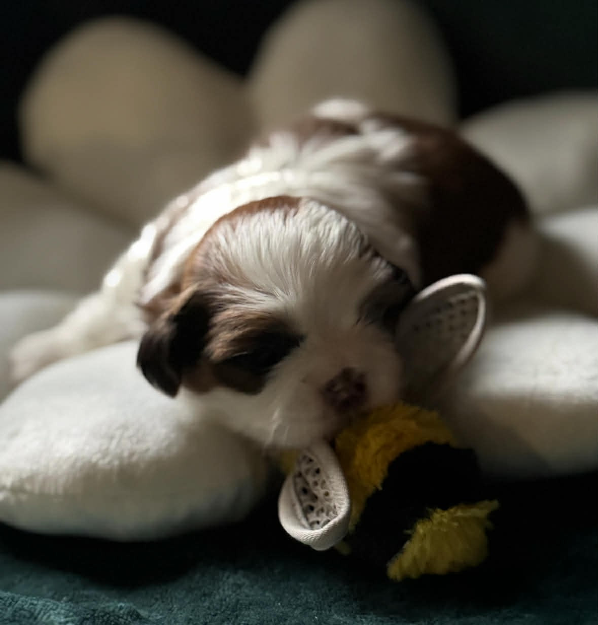 Land Of Pandora - Chiots disponibles - Shih Tzu