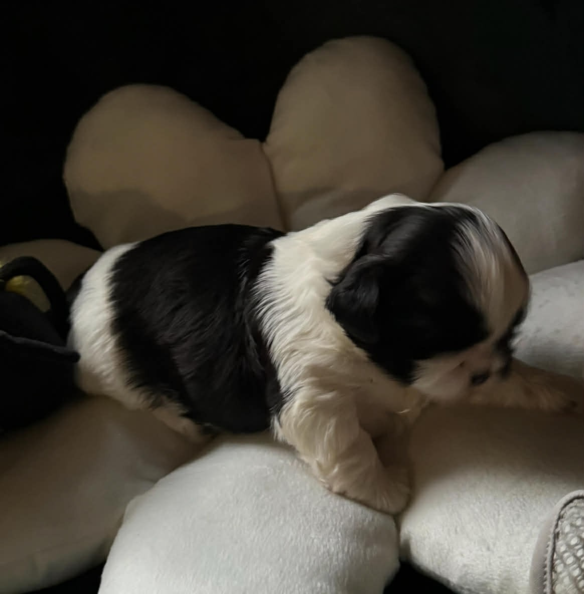 Land Of Pandora - Chiots disponibles - Shih Tzu