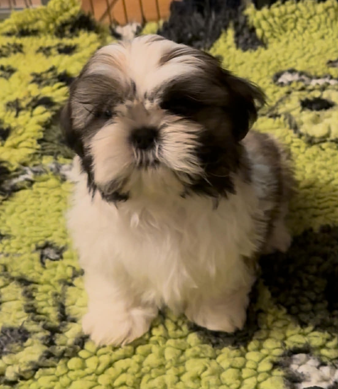 Land Of Pandora - Chiots disponibles - Shih Tzu