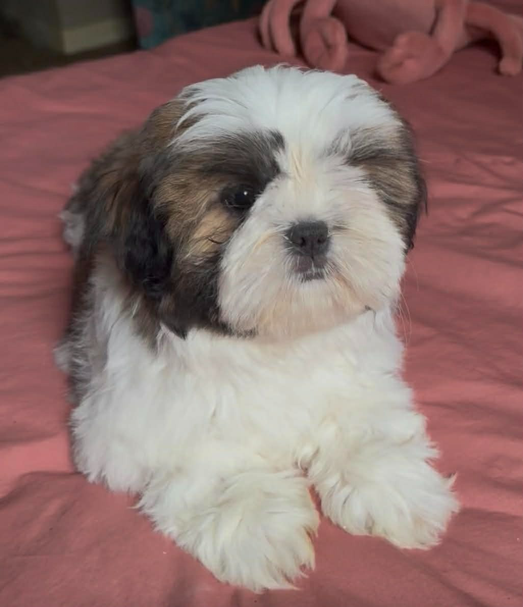 Land Of Pandora - Chiots disponibles - Shih Tzu
