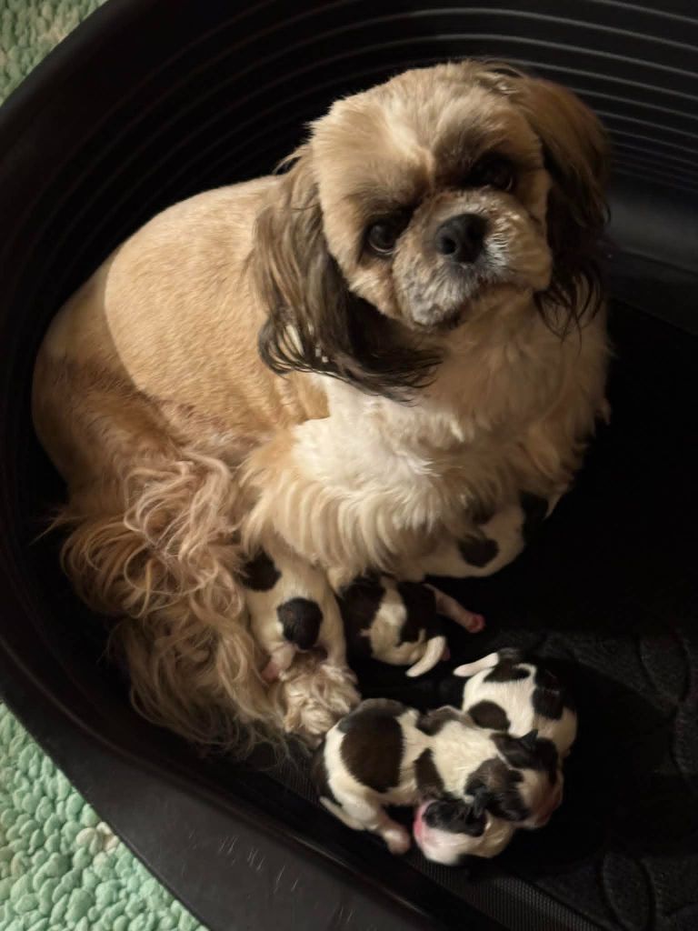 Chiot Shih Tzu Land Of Pandora